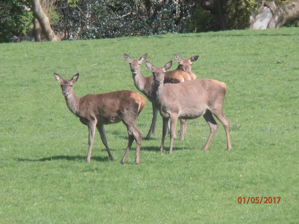 Larkfield House B&B, Ballycasheen Kerry V93 Wd51 Cill Airne Kültér fotó